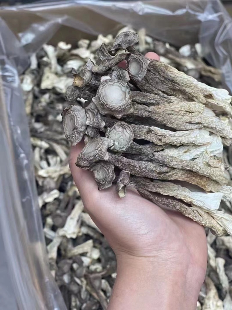 鹿茸菇中粗条