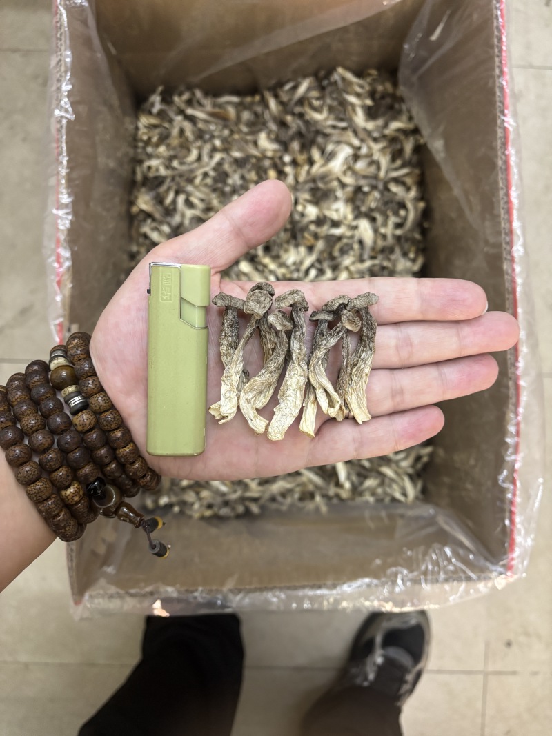 鹿茸菇中粗条