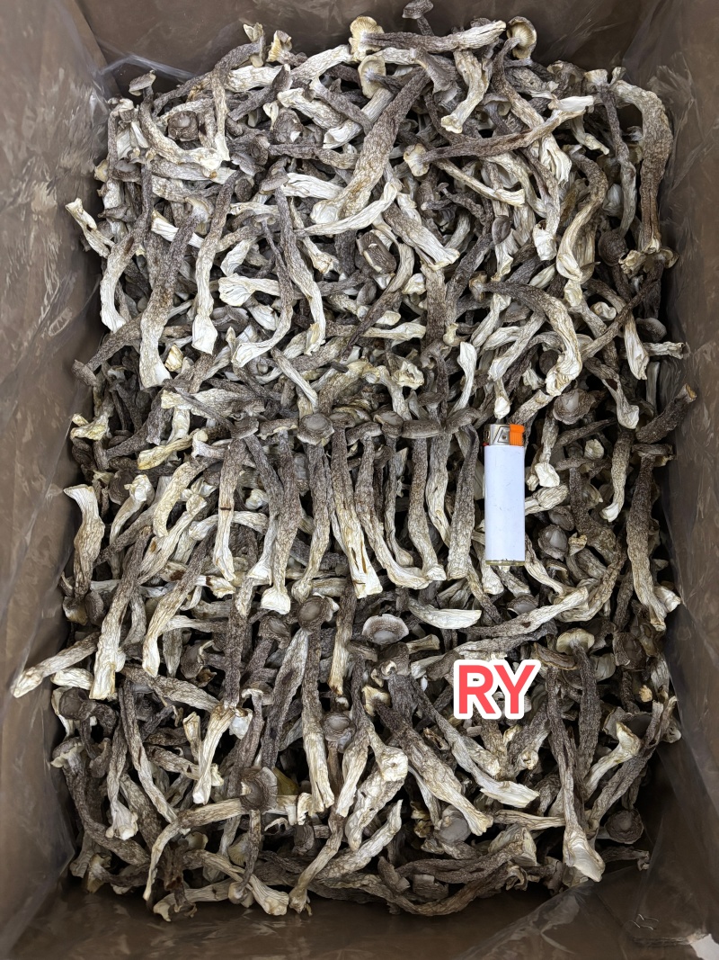 鹿茸菇中粗条