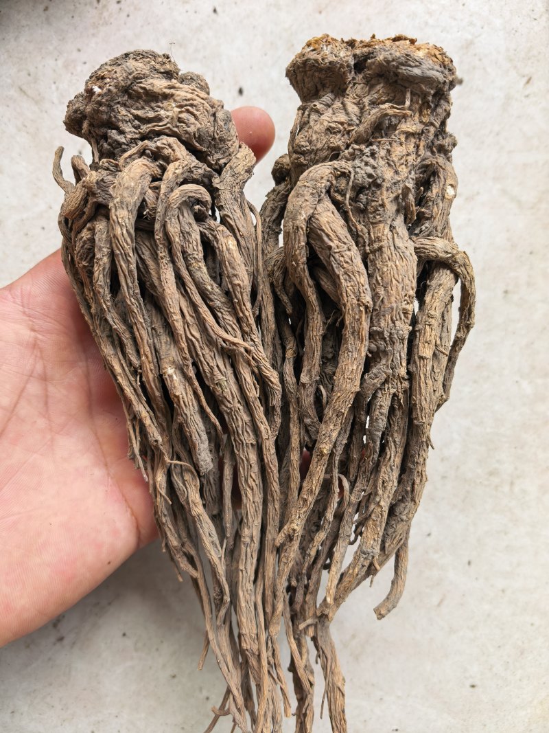 当归无硫当归大个子新货关书药业批发中药材