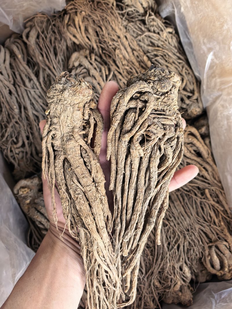 当归无硫当归大个子新货关书药业批发中药材