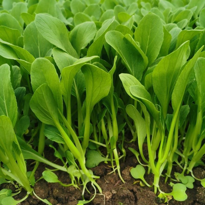 美味鲜汤菜种子鲜嫩型鸡毛崧菜种籽速生美味鸡毛菜种子青菜种