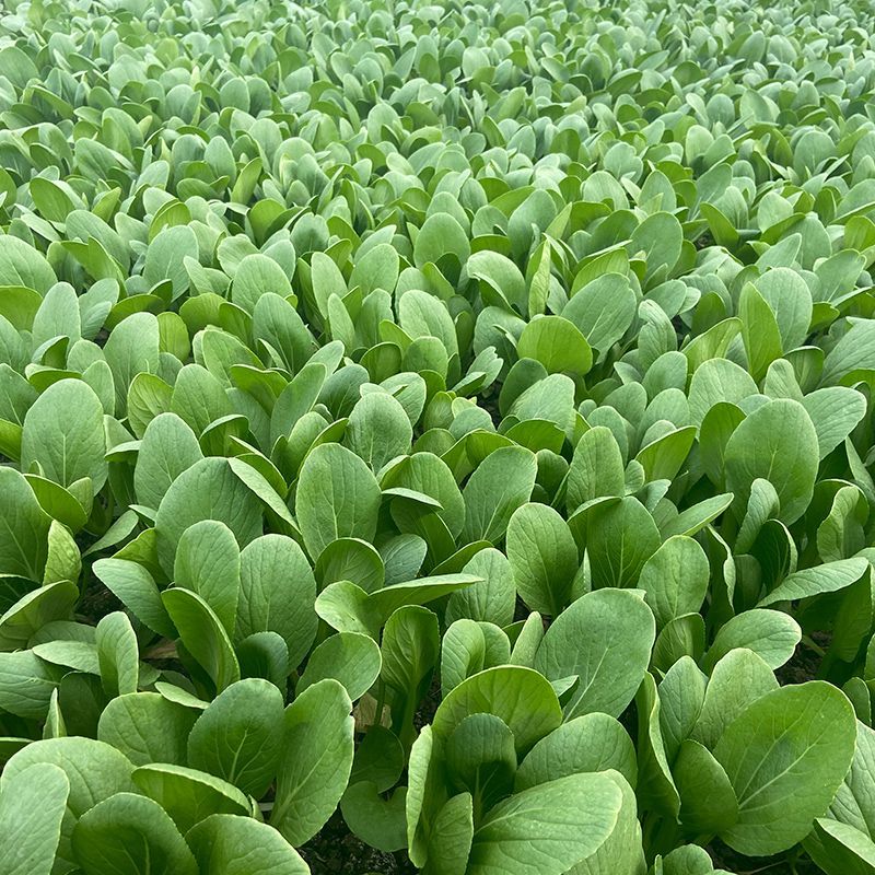 美味鲜汤菜种子鲜嫩型鸡毛崧菜种籽速生美味鸡毛菜种子青菜种