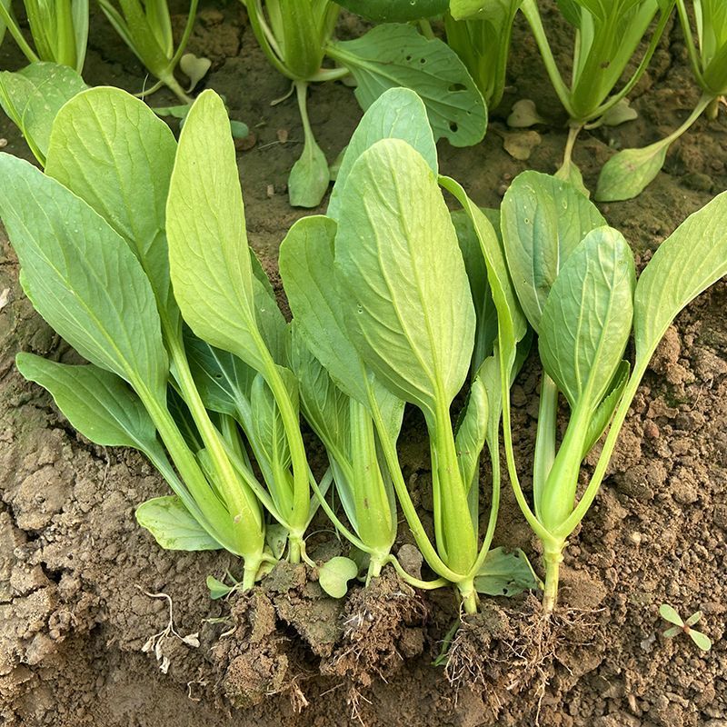 美味鲜汤菜种子鲜嫩型鸡毛崧菜种籽速生美味鸡毛菜种子青菜种