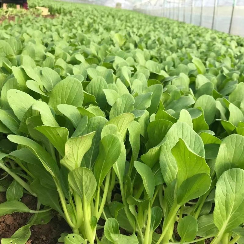 美味鲜汤菜种子鲜嫩型鸡毛崧菜种籽速生美味鸡毛菜种子青菜种