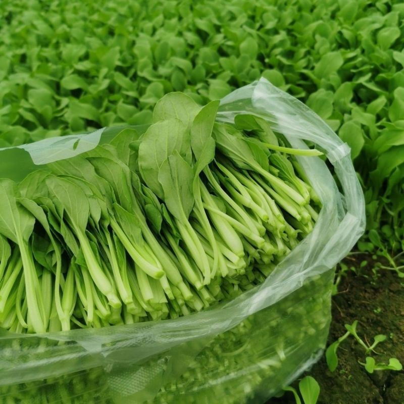 美味鲜汤菜种子鲜嫩型鸡毛崧菜种籽速生美味鸡毛菜种子青菜种
