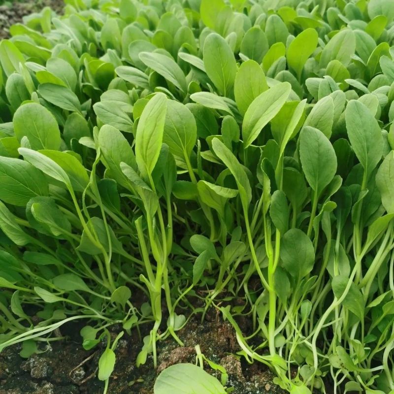 美味鲜汤菜种子鲜嫩型鸡毛崧菜种籽速生美味鸡毛菜种子青菜种