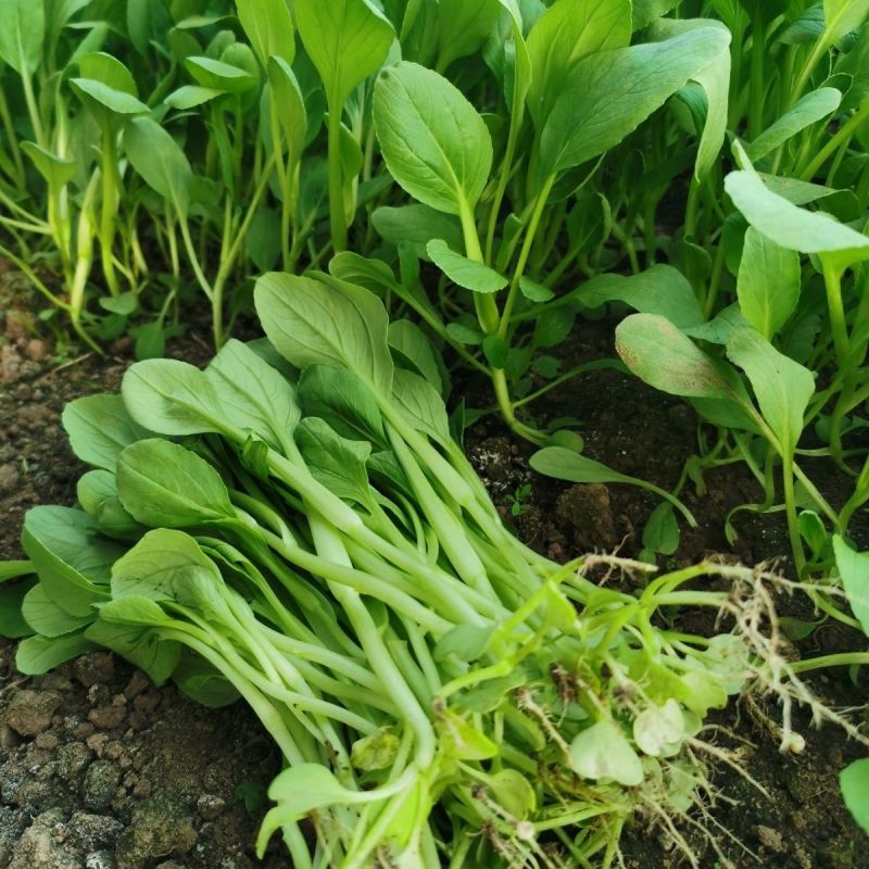 美味鲜汤菜种子鲜嫩型鸡毛崧菜种籽速生美味鸡毛菜种子青菜种