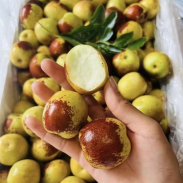 陕西大荔冬枣