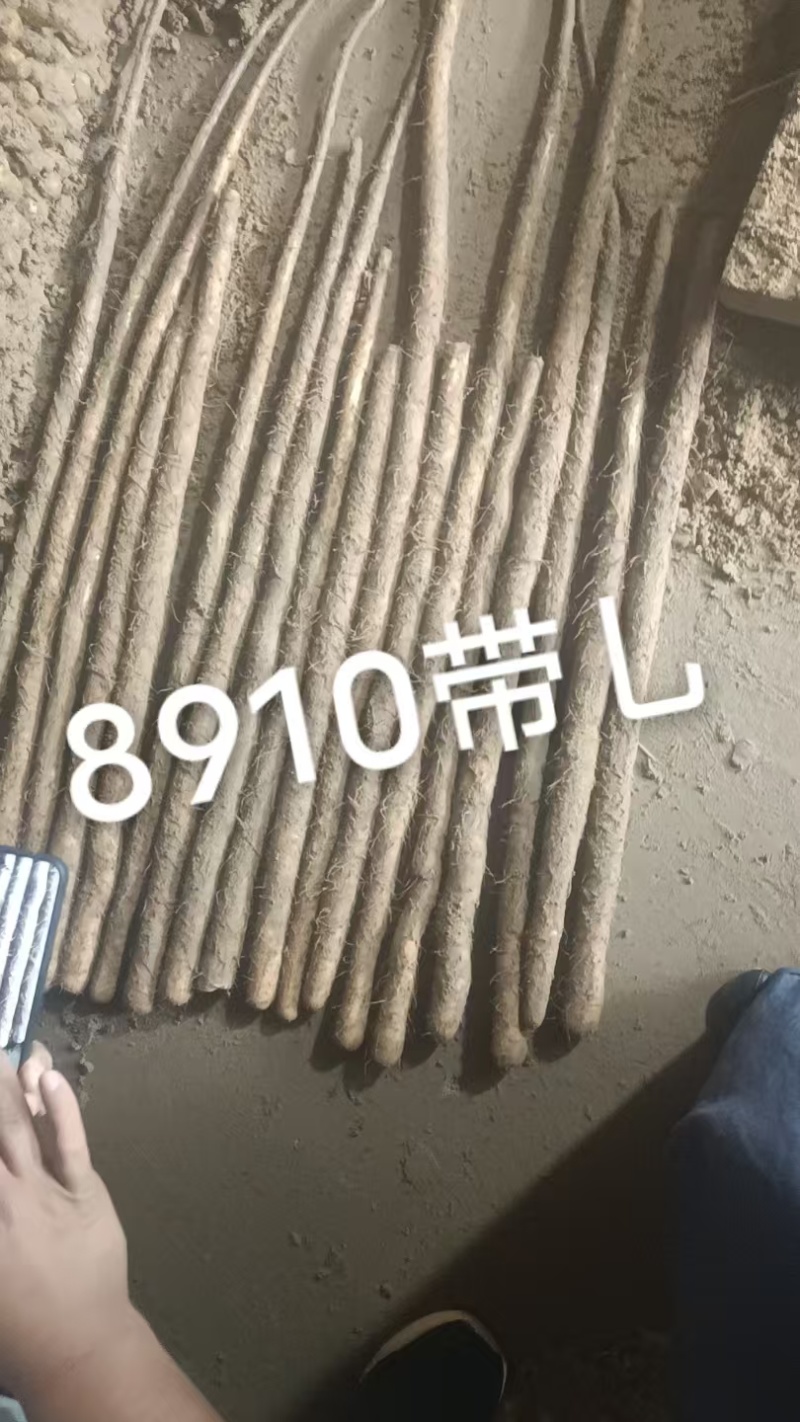双棒大货
