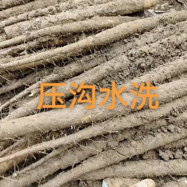 双棒大货