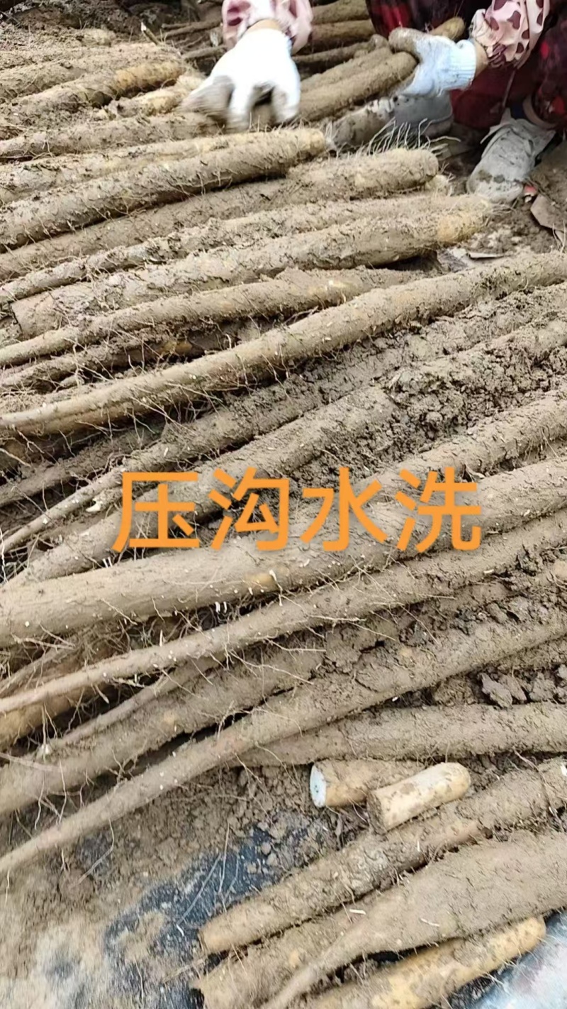 双棒大货