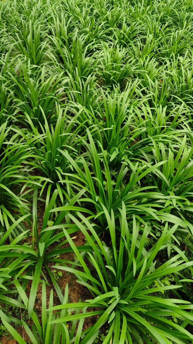 清远石大叶韭菜炒腊肉炒鸡蛋就这么炒都好啊