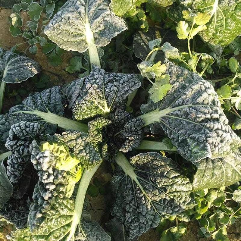 油亮黑珍珠寒青菜种子黑叶青梗厚肉耐寒耐抽苔蔬菜种籽