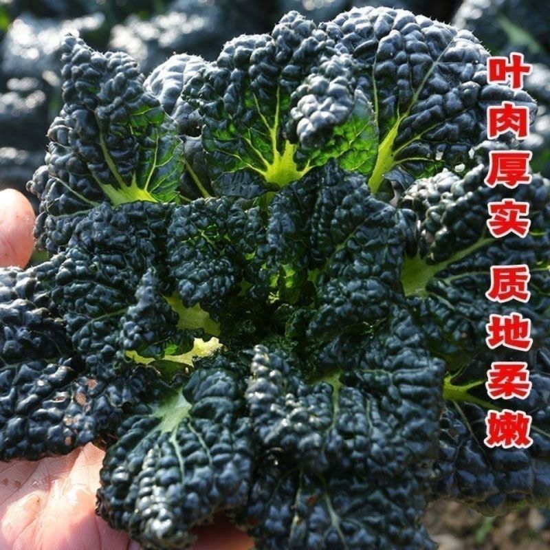 油亮黑珍珠寒青菜种子黑叶青梗厚肉耐寒耐抽苔蔬菜种籽