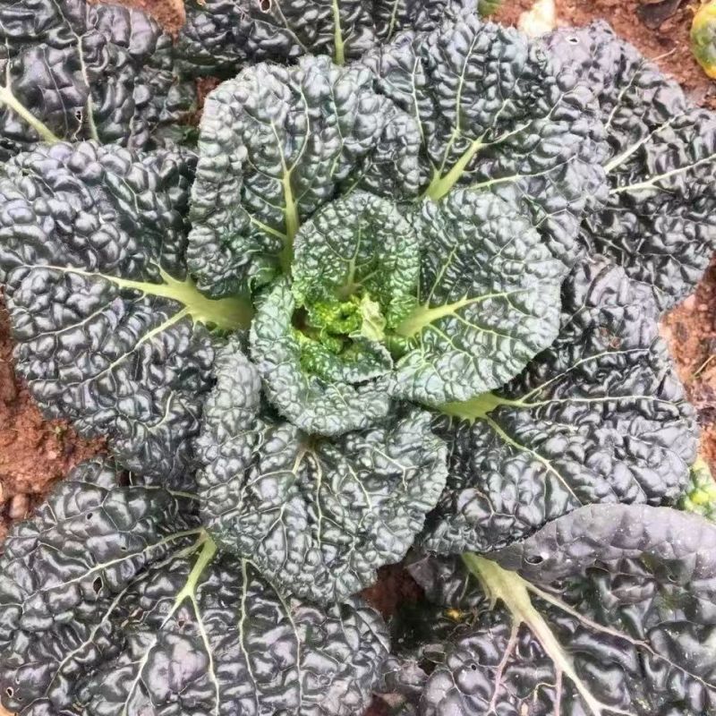 油亮黑珍珠寒青菜种子黑叶青梗厚肉耐寒耐抽苔蔬菜种籽