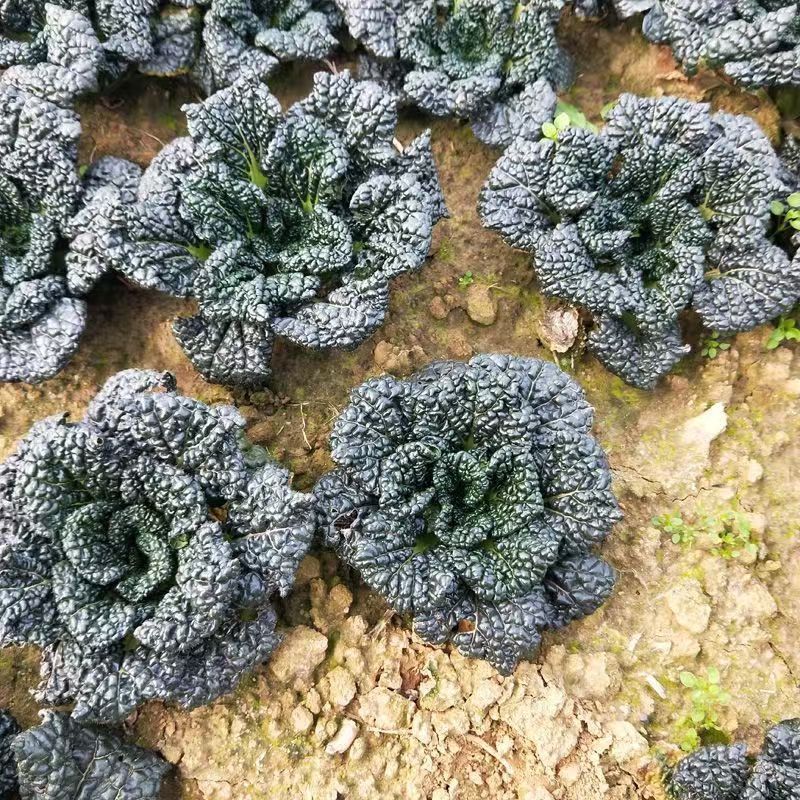 油亮黑珍珠寒青菜种子黑叶青梗厚肉耐寒耐抽苔蔬菜种籽