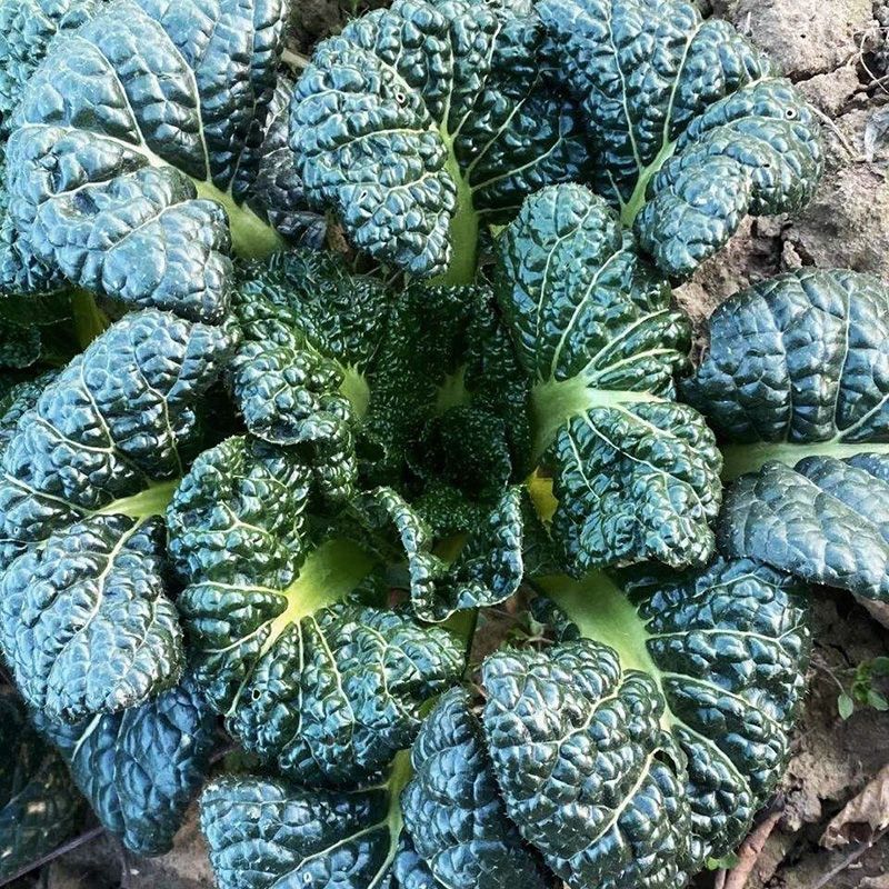 油亮黑珍珠寒青菜种子黑叶青梗厚肉耐寒耐抽苔蔬菜种籽