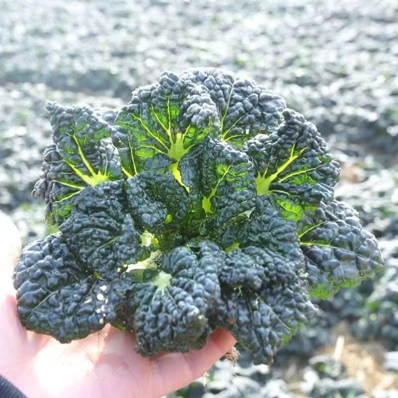 油亮黑珍珠寒青菜种子黑叶青梗厚肉耐寒耐抽苔蔬菜种籽
