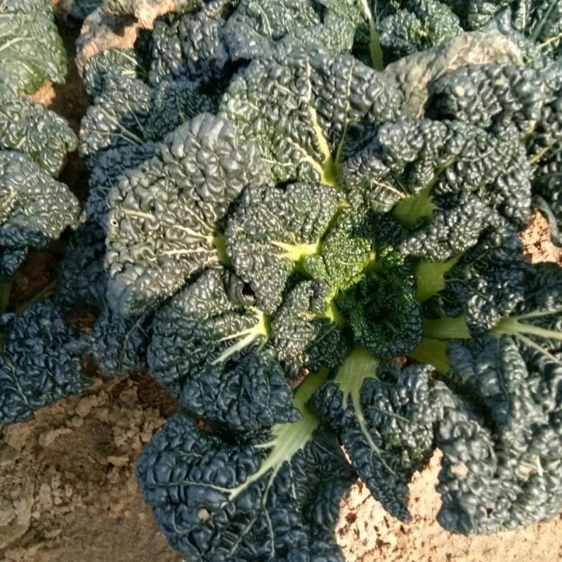 油亮黑珍珠寒青菜种子黑叶青梗厚肉耐寒耐抽苔蔬菜种籽