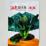 油亮黑珍珠寒青菜种子黑叶青梗厚肉耐寒耐抽苔蔬菜种籽