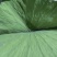 微山湖野生干荷叶需要的联系***********