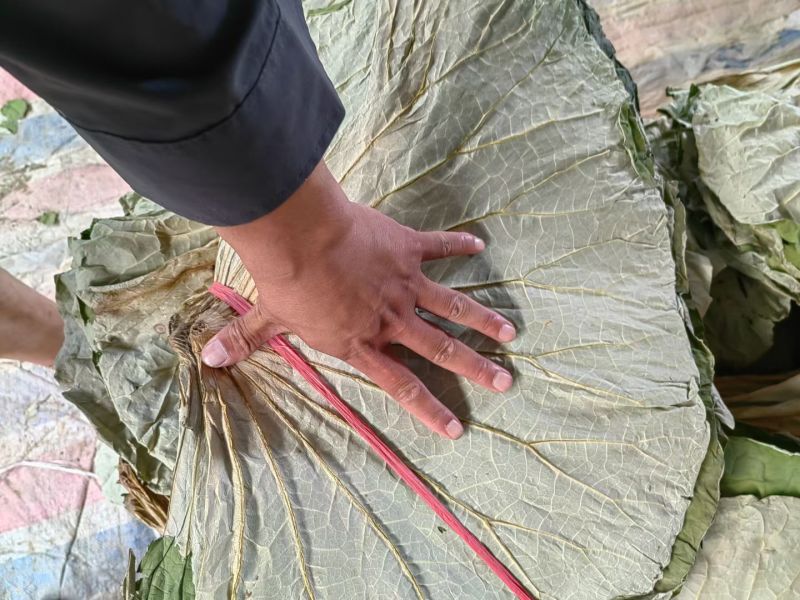 微山湖野生干荷叶需要的联系***********