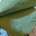 微山湖野生干荷叶需要的联系***********