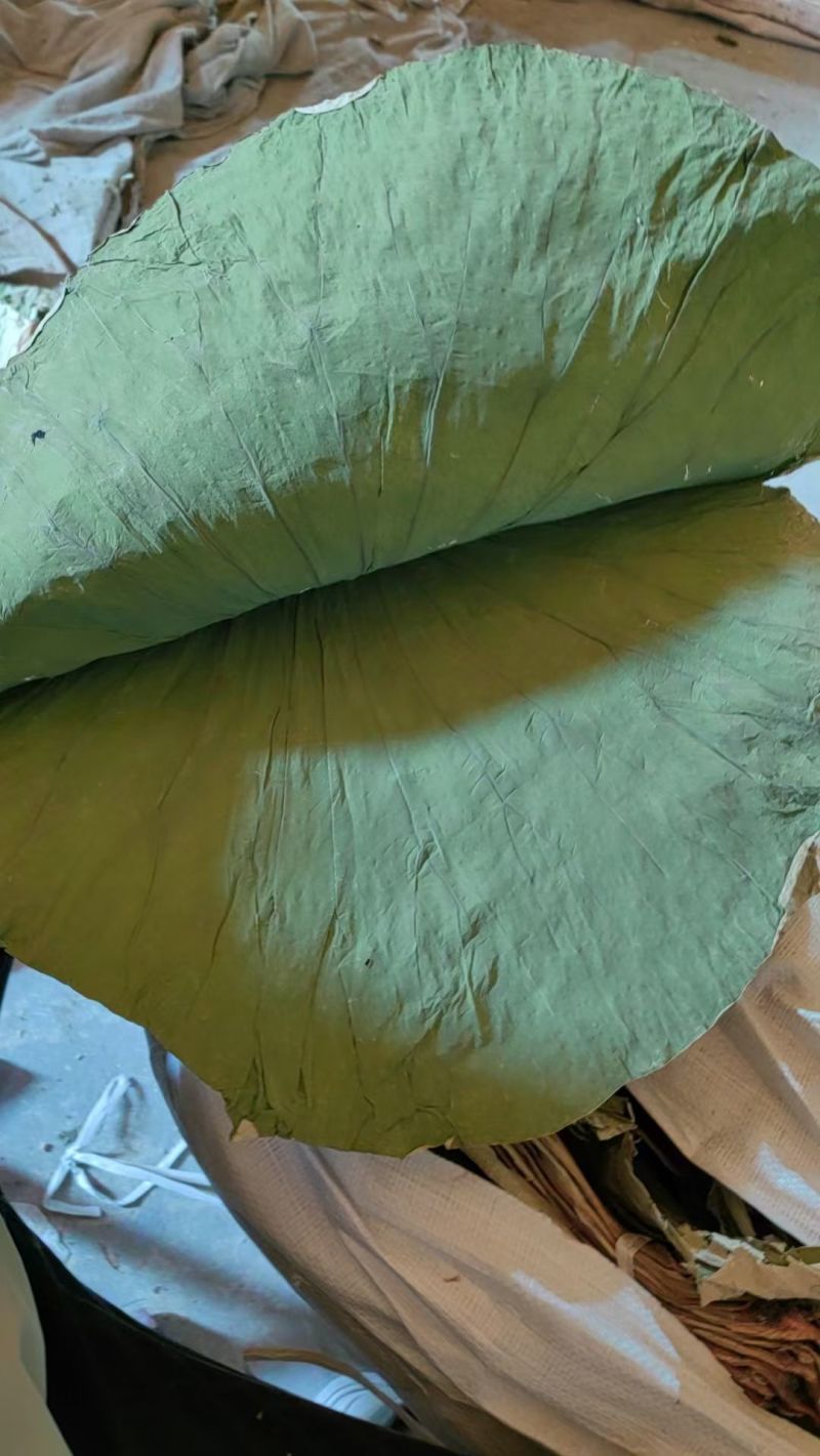 微山湖野生干荷叶需要的联系***********