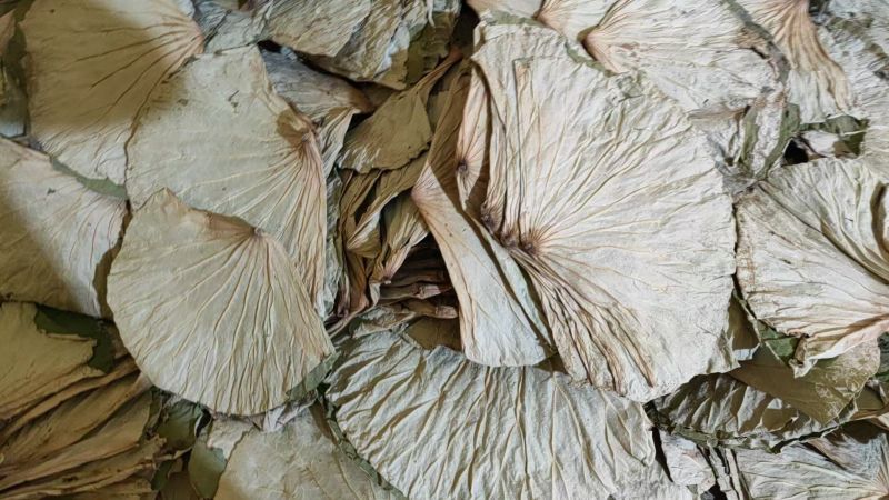 微山湖野生干荷叶需要的联系***********