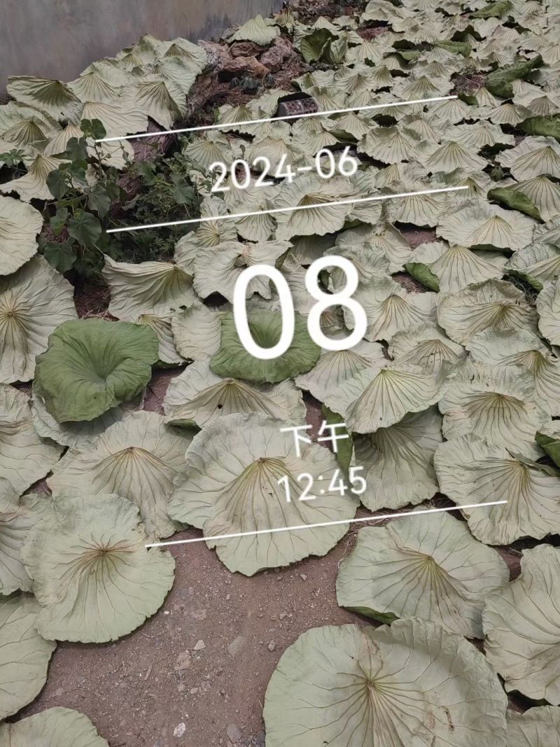 微山湖野生干荷叶需要的联系***********