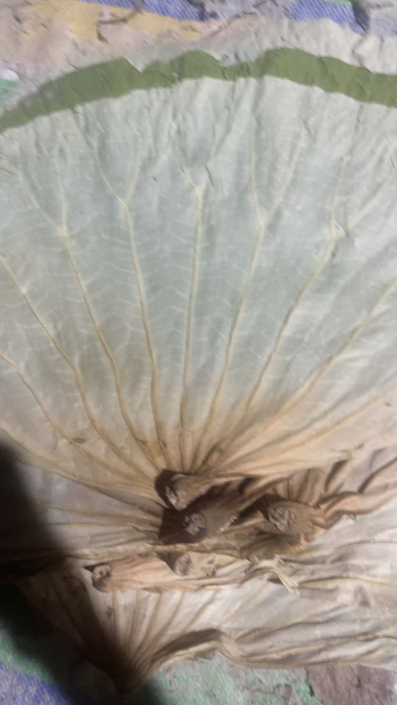 微山湖野生干荷叶需要的联系***********