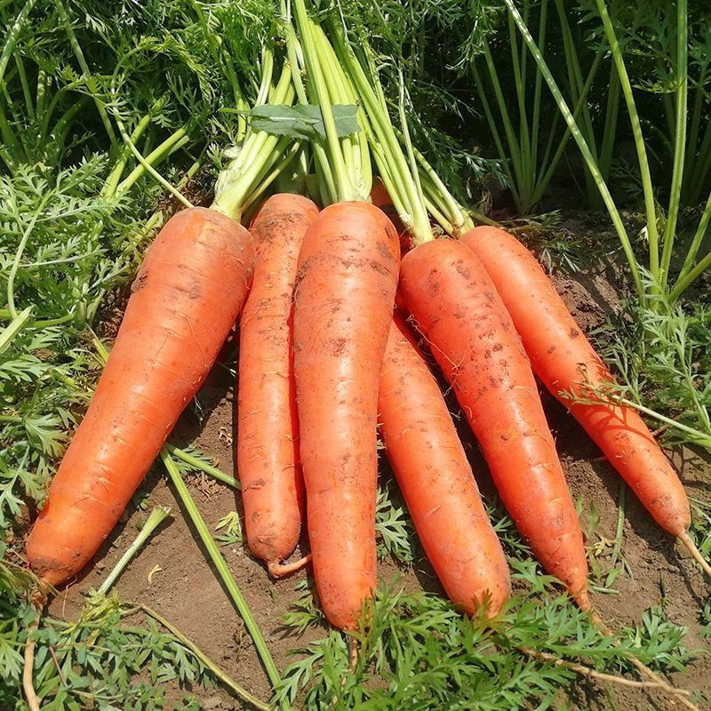 山姆七寸参胡萝卜种子高产皮肉心三红率高商品性佳基地农家