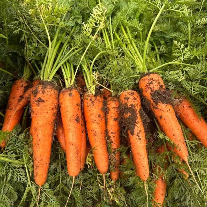 山姆七寸参胡萝卜种子高产皮肉心三红率高商品性佳基地农家