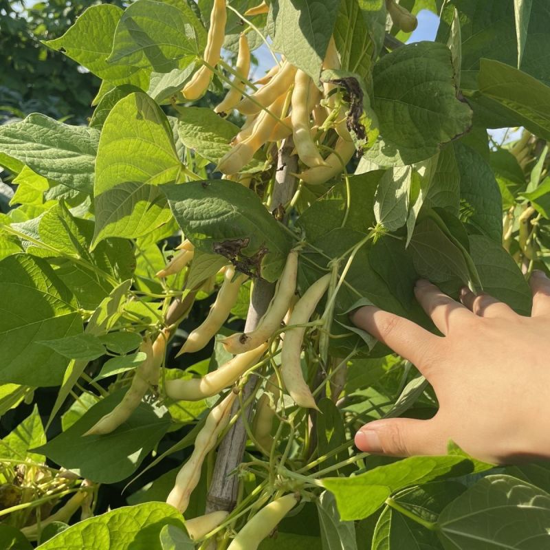 炖炖香黄金钩油豆种子面豆圆角肉厚细腻无筋无纤维
