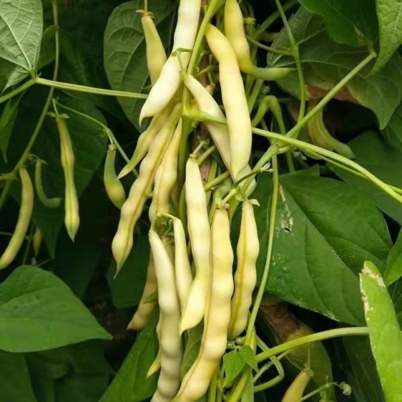 炖炖香黄金钩油豆种子面豆圆角肉厚细腻无筋无纤维