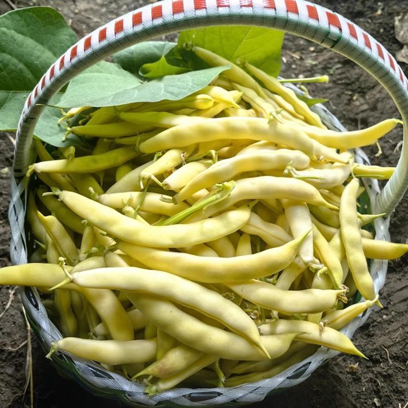 炖炖香黄金钩油豆种子面豆圆角肉厚细腻无筋无纤维