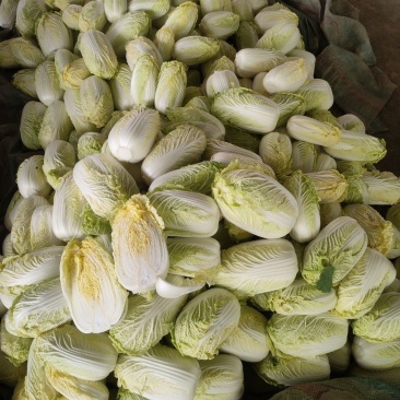 福娃白菜种子早熟黄心娃娃菜籽耐抽薹耐低温春秋播黄心大白菜