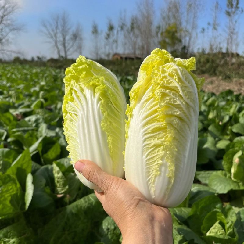 福娃白菜种子早熟黄心娃娃菜籽耐抽薹耐低温春秋播黄心大白菜