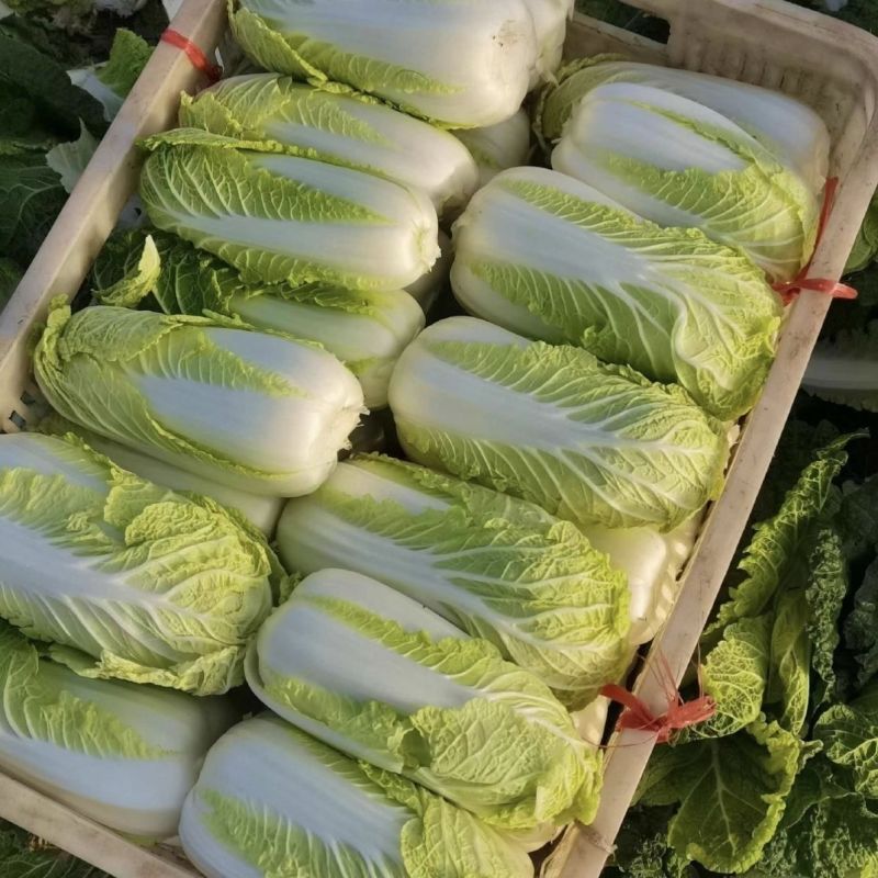福娃白菜种子早熟黄心娃娃菜籽耐抽薹耐低温春秋播黄心大白菜