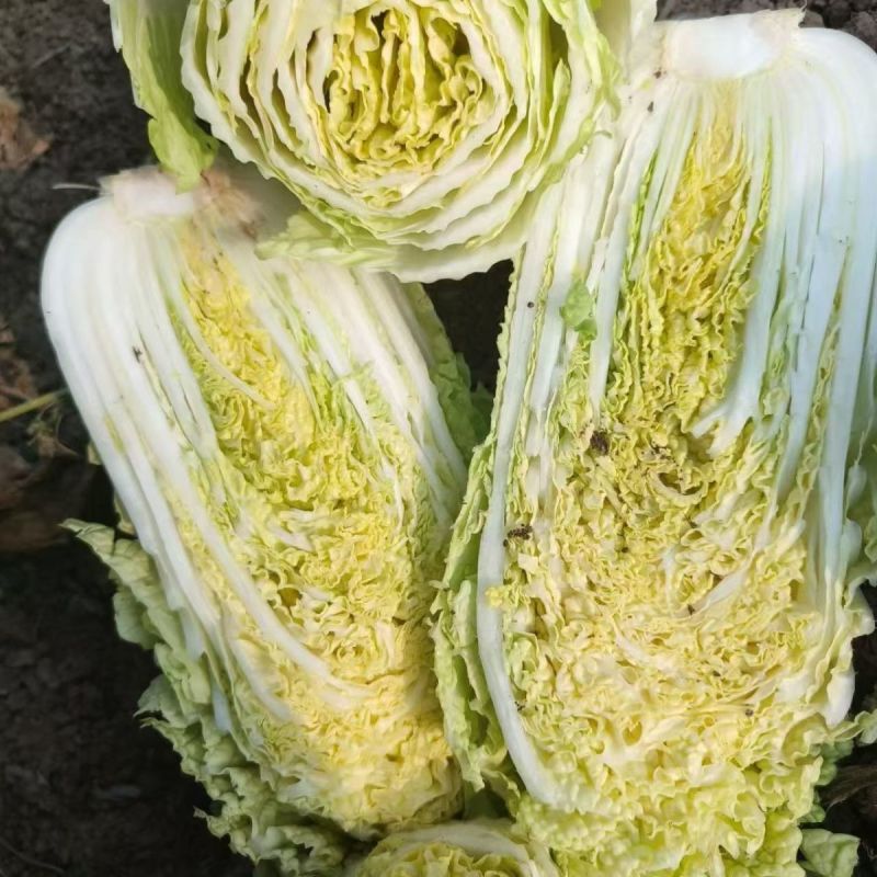 福娃白菜种子早熟黄心娃娃菜籽耐抽薹耐低温春秋播黄心大白菜