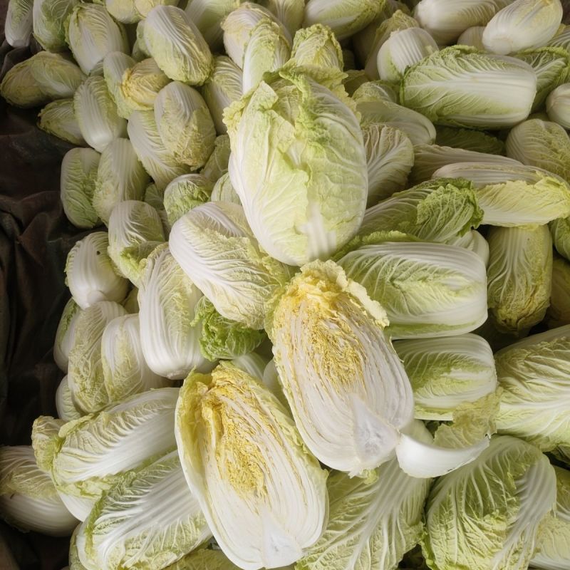 福娃白菜种子早熟黄心娃娃菜籽耐抽薹耐低温春秋播黄心大白菜