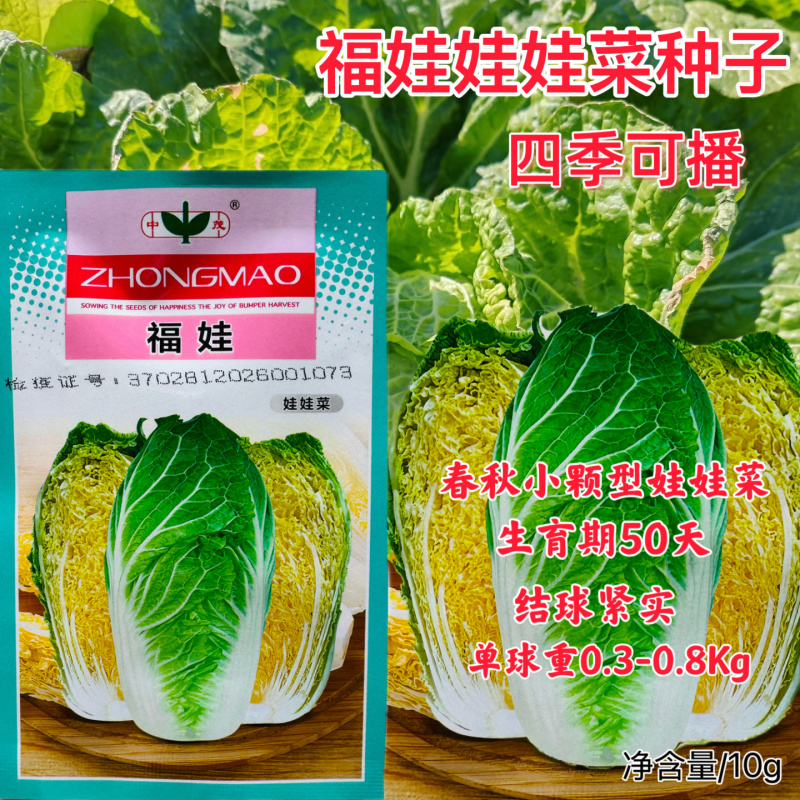 福娃白菜种子早熟黄心娃娃菜籽耐抽薹耐低温春秋播黄心大白菜