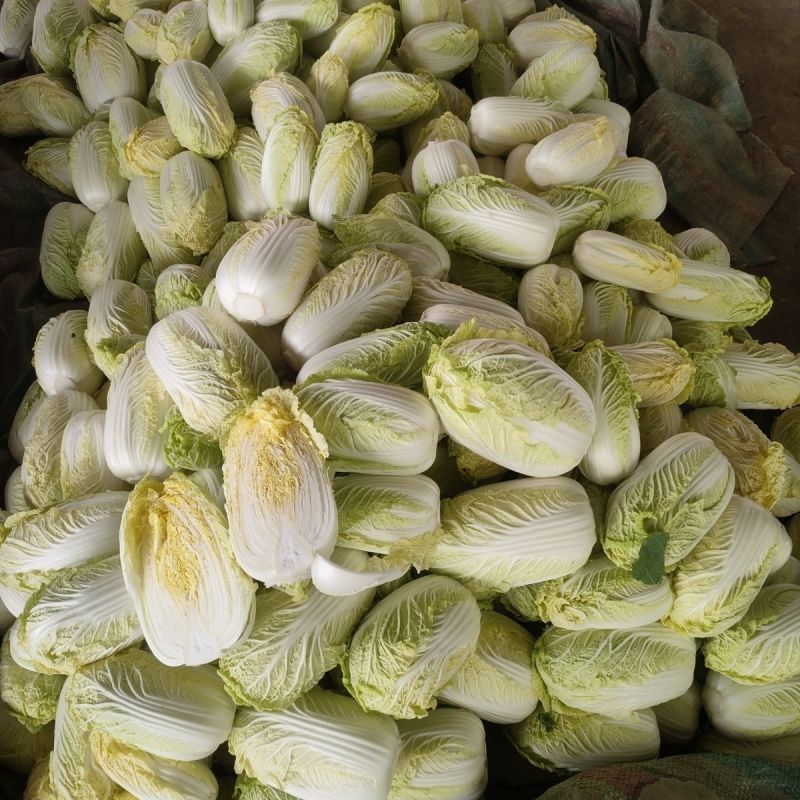 福娃白菜种子早熟黄心娃娃菜籽耐抽薹耐低温春秋播黄心大白菜