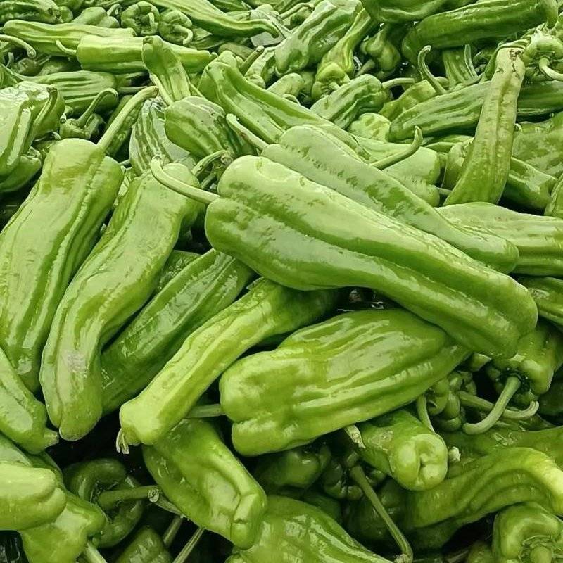 【推荐】芜湖椒/江苏鲜辣椒《基地直供量大从优》全国发货