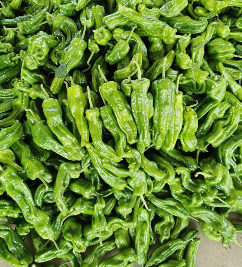 【推荐】芜湖椒/江苏鲜辣椒《基地直供量大从优》全国发货