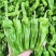 【推荐】芜湖椒/江苏鲜辣椒《基地直供量大从优》全国发货