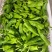 【推荐】芜湖椒/江苏鲜辣椒《基地直供量大从优》全国发货