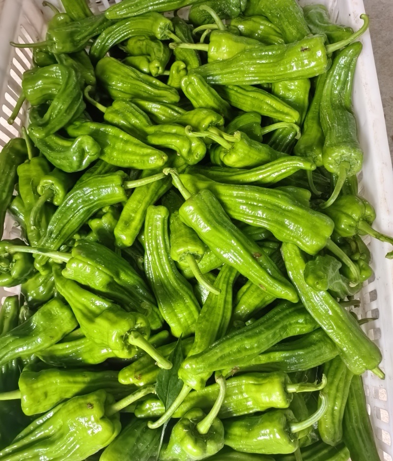 【推荐】芜湖椒/江苏鲜辣椒《基地直供量大从优》全国发货