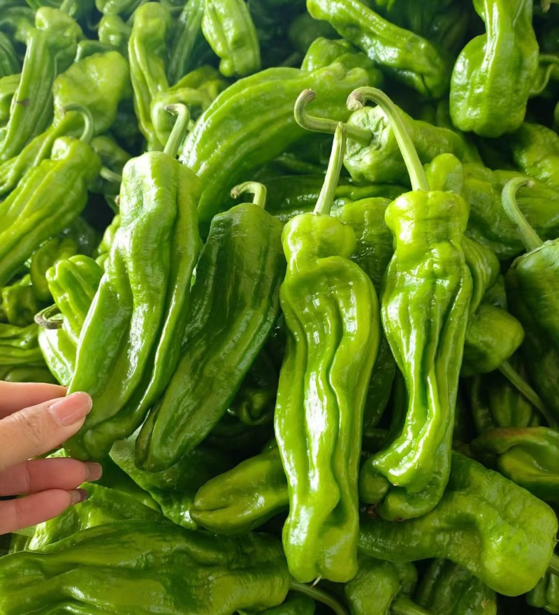 【推荐】芜湖椒/江苏鲜辣椒《基地直供量大从优》全国发货